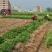 【茉莉苗】可商议价格~请电话联系~茉莉花苗，带花苞发货