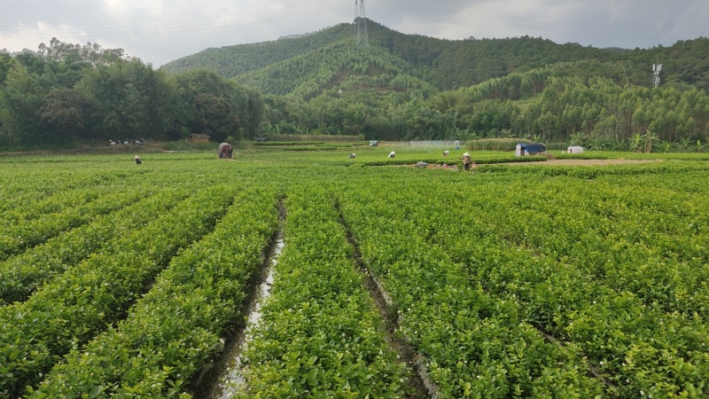 【茉莉苗】可商议价格~请电话联系~茉莉花苗，带花苞发货