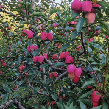 代办K9，123小苹果，鸡心果