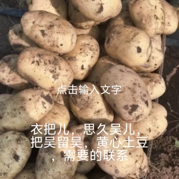 大量出售优质黄心土豆尤金885