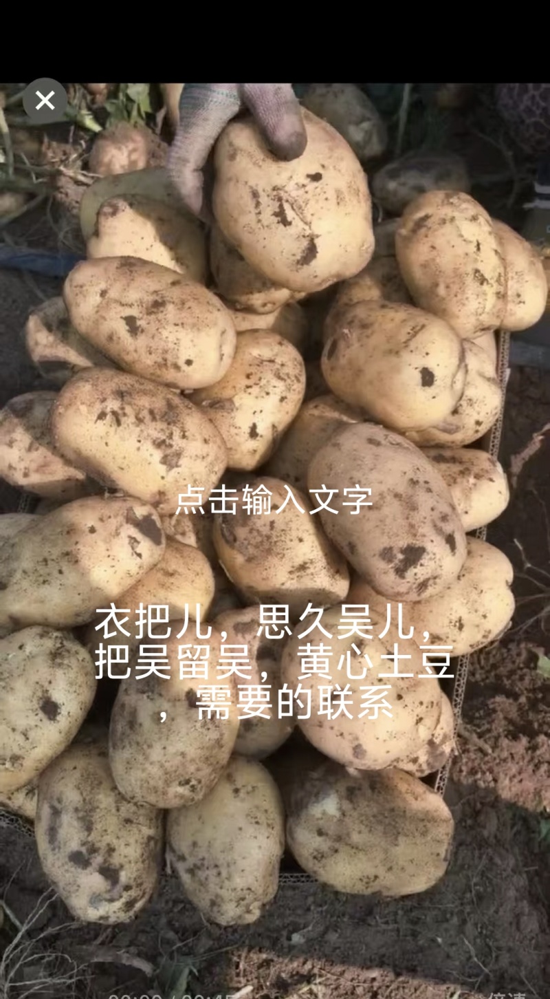 大量出售优质黄心土豆尤金885