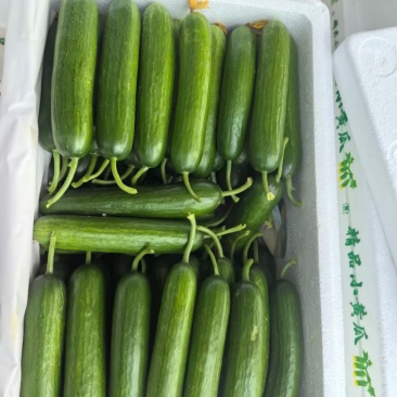 水果黄瓜，小黄瓜