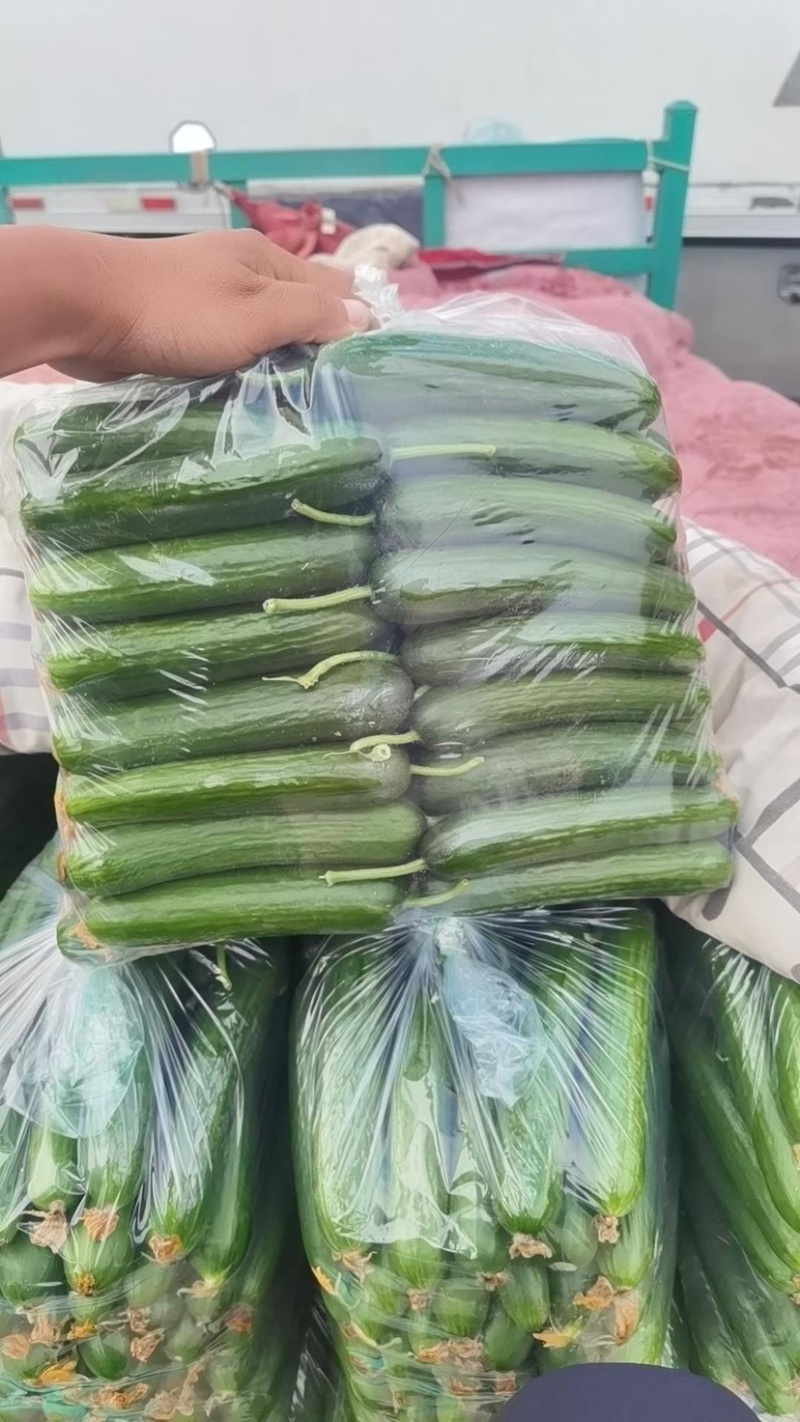 水果黄瓜，小黄瓜
