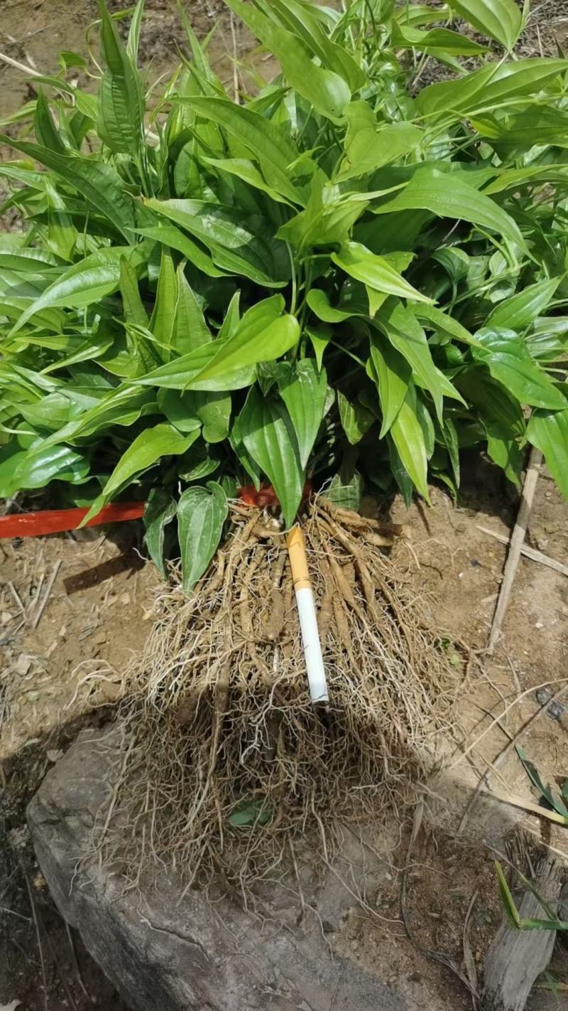 广西桂林2025优质白花百部苗，成活率高