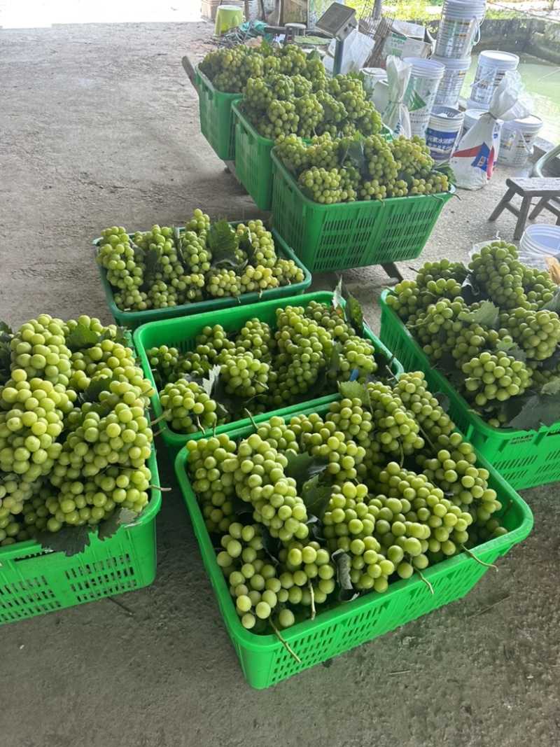阳光玫瑰纯甜底部15个糖颜色发黄无任何酸味