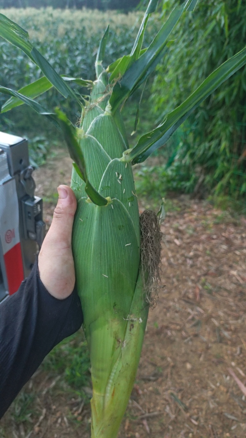 出售水果玉米，太阳花