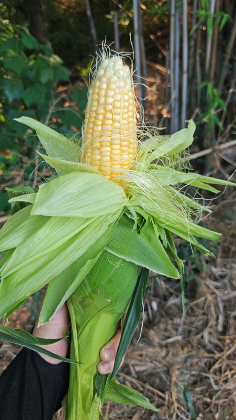 出售水果玉米，太阳花