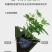 森林盒子多功能简约悬挂自动灌溉植物墙花盆套装绿色家庭阳台