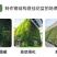 森林盒子多功能简约悬挂自动灌溉植物墙花盆套装绿色家庭阳台
