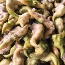 湖北仙桃五乐台排湖风景区菱角嫩菱角老菱角薄皮