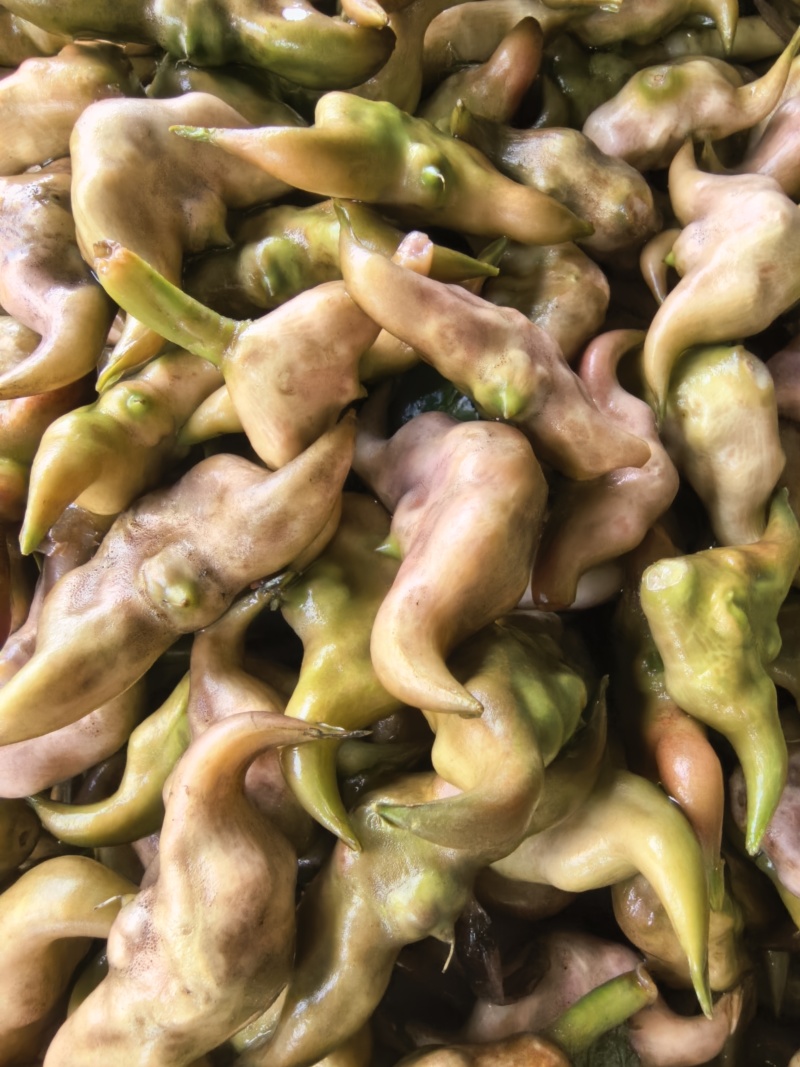 湖北仙桃五乐台排湖风景区菱角嫩菱角老菱角薄皮