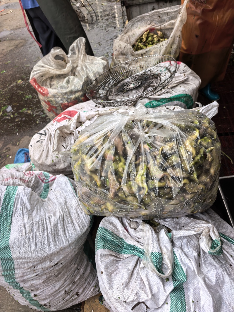 湖北仙桃五乐台排湖风景区菱角嫩菱角老菱角薄皮