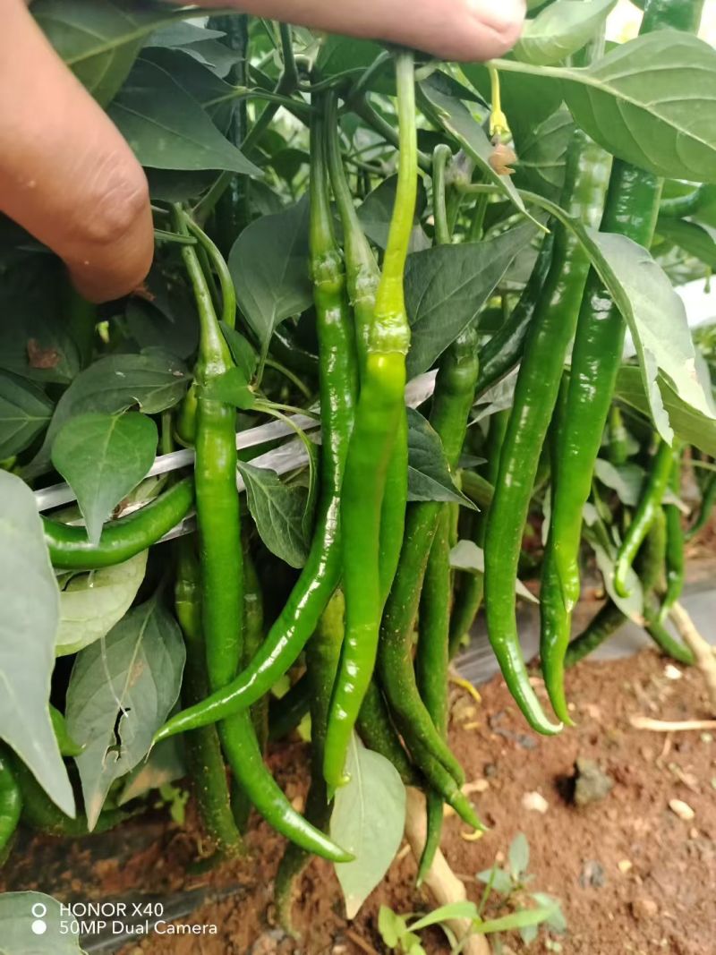 高山三号青线椒量大从优