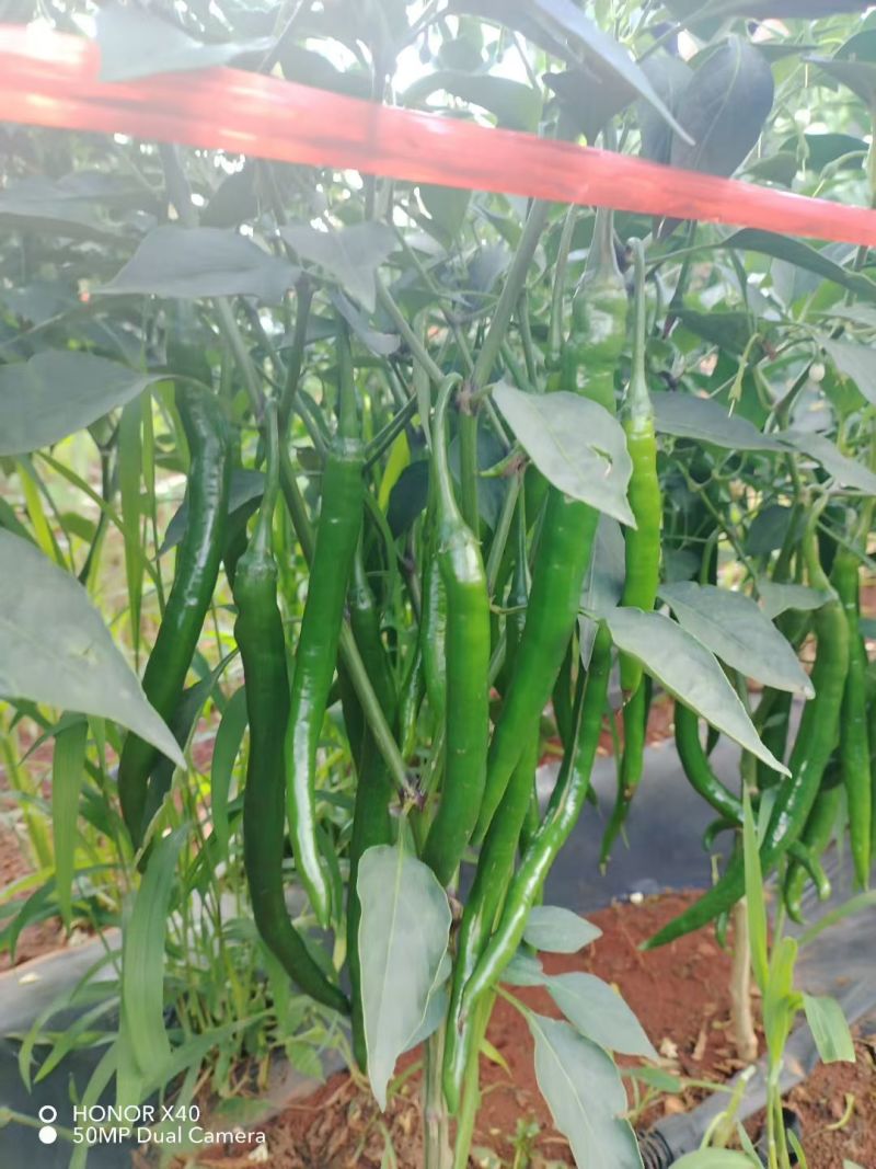 高山三号青线椒量大从优