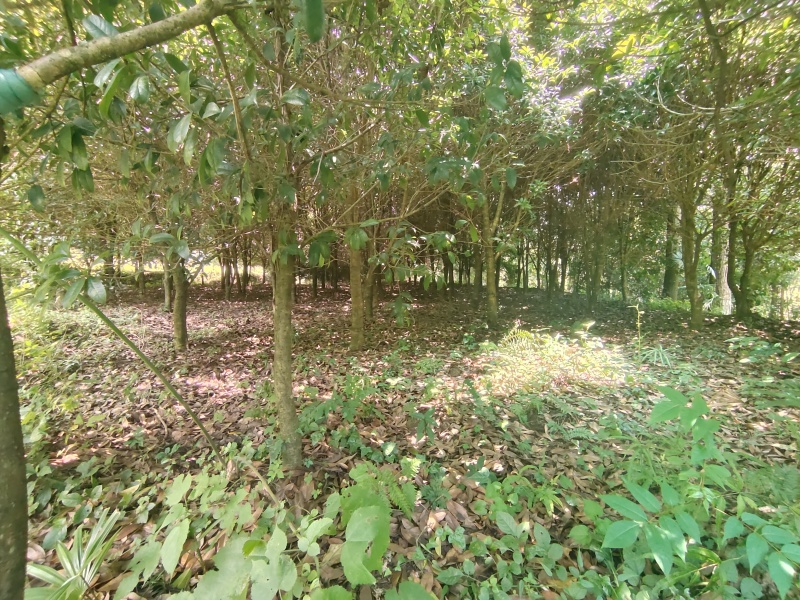 10公分左右的桂花树