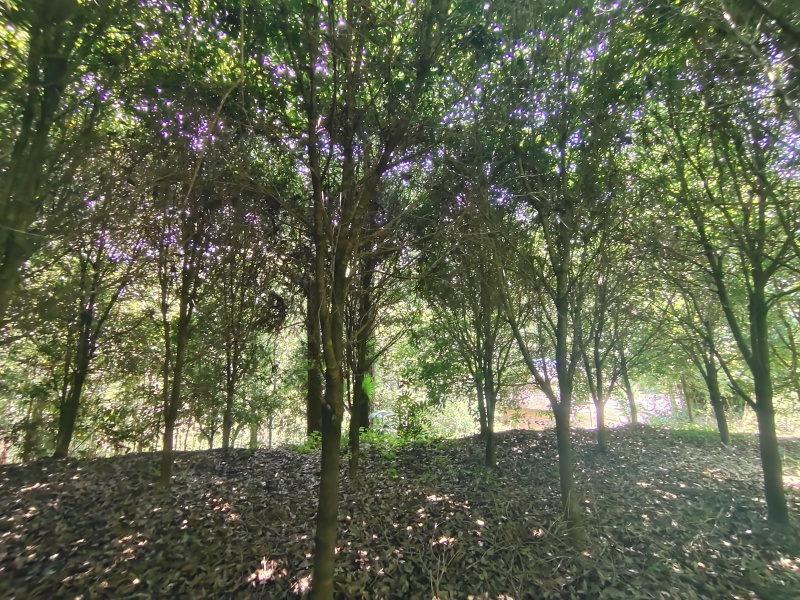10公分左右的桂花树