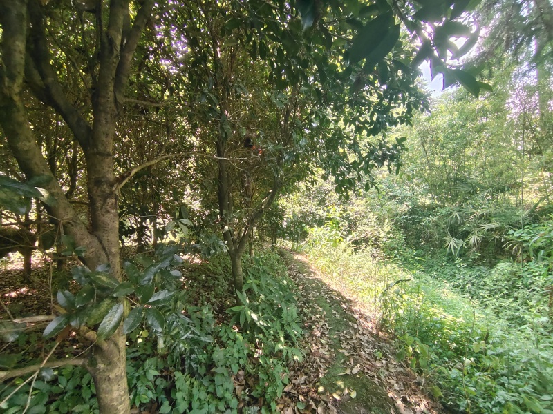 10公分左右的桂花树