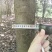 10公分左右的桂花树