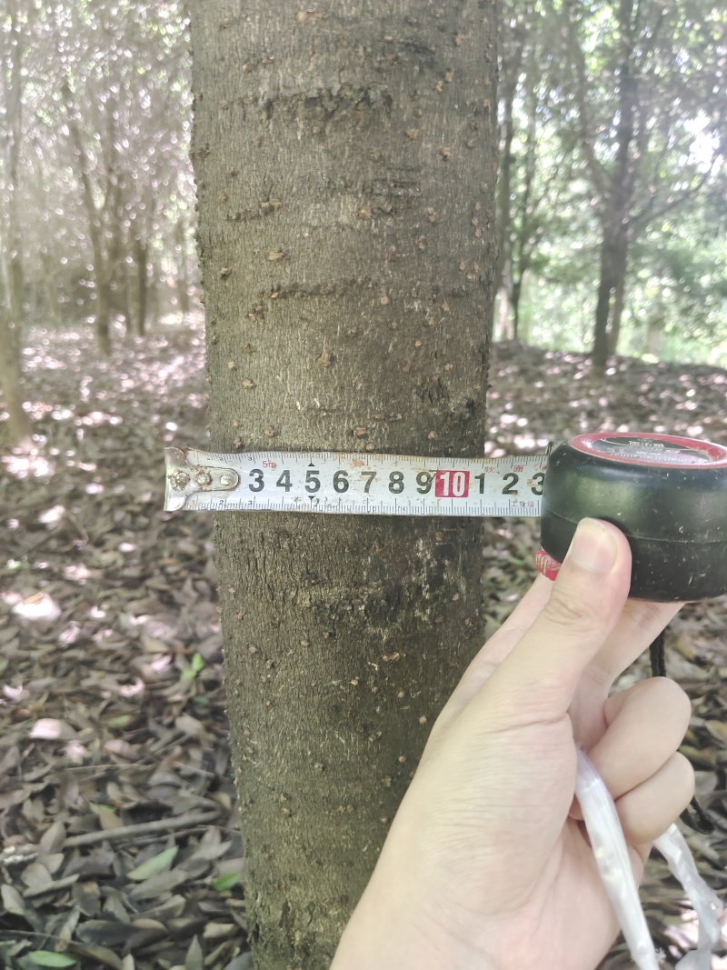 10公分左右的桂花树