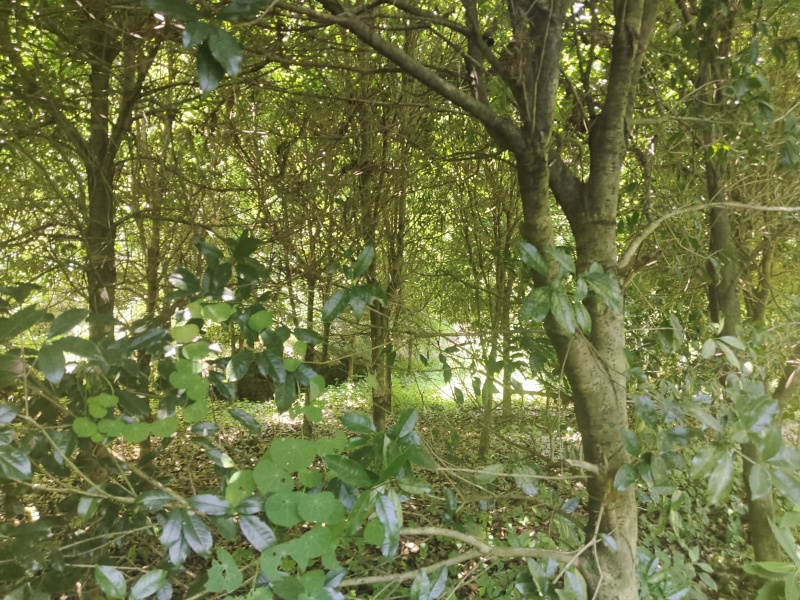 10公分左右的桂花树
