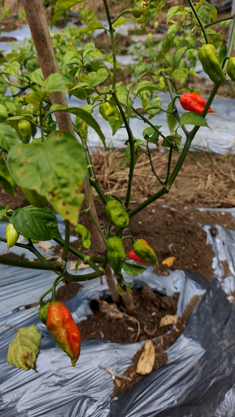 魔鬼辣椒