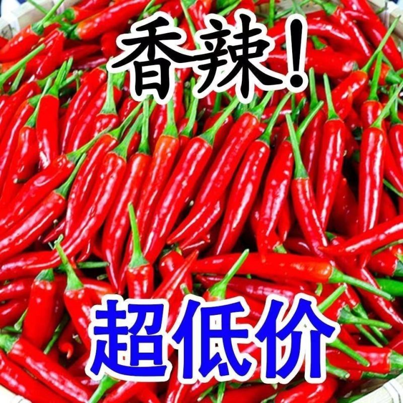 广东小米辣椒一年广东老树小米辣，辣到灵魂出窍！