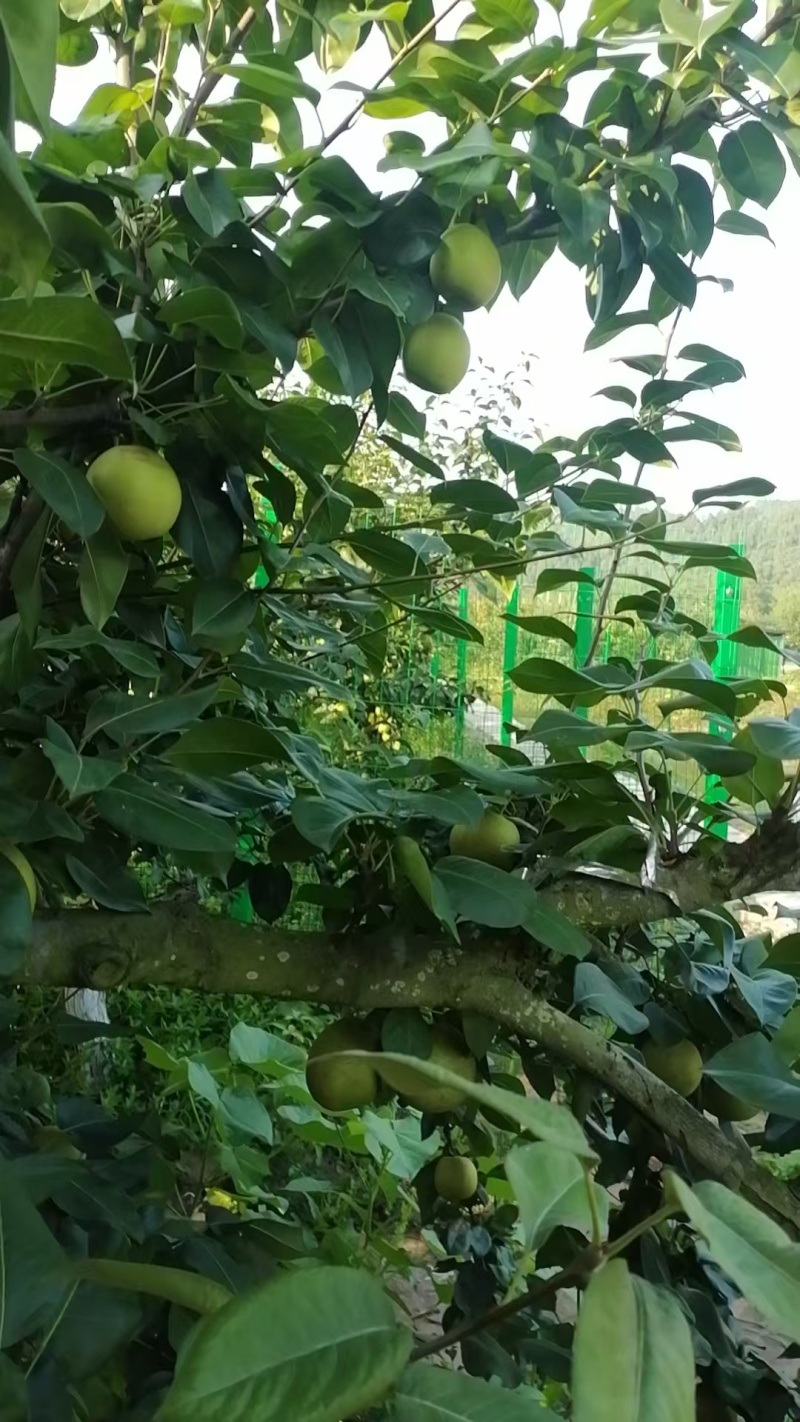 翠冠梨