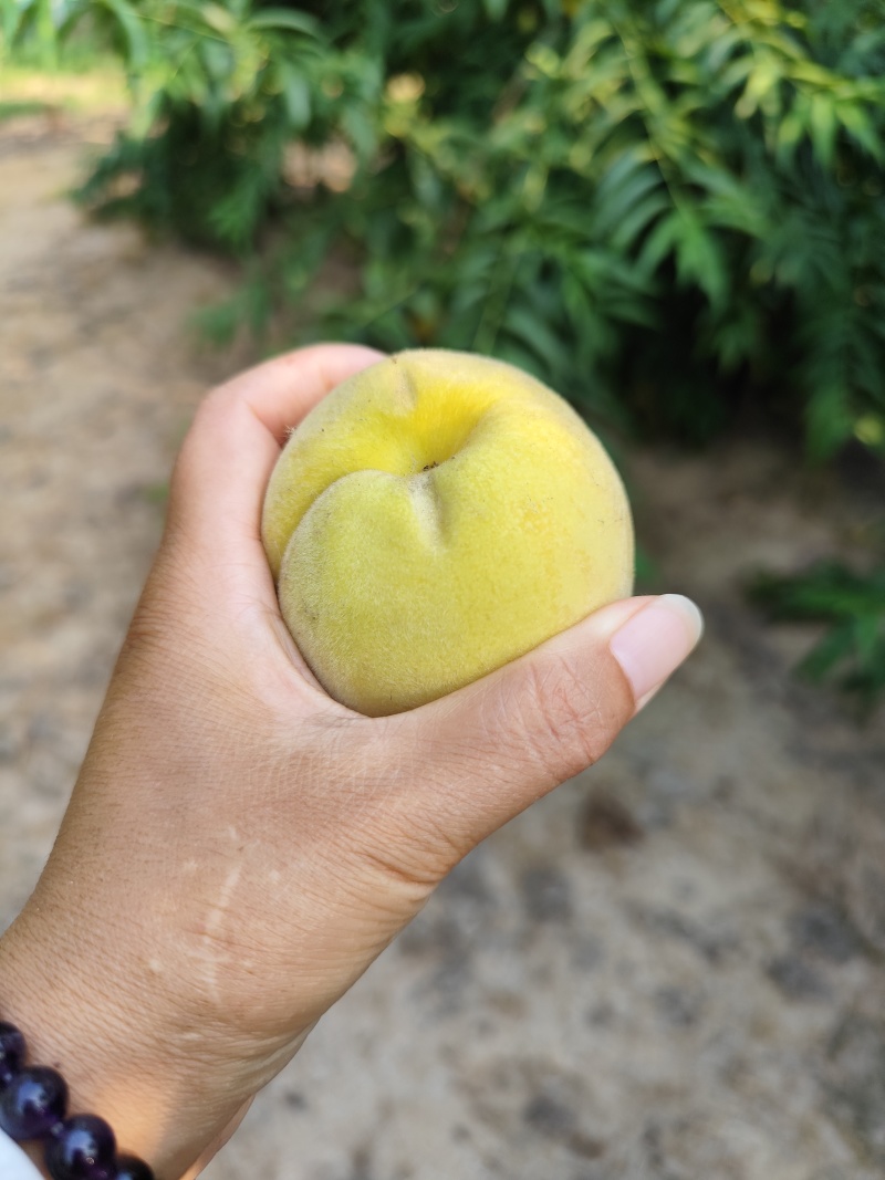 黄桃