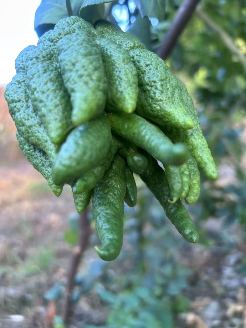 高山佛手柑，名特新农产，鲜果，观赏，苗莆