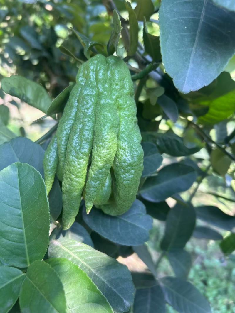 高山佛手柑，名特新农产，鲜果，观赏，苗莆