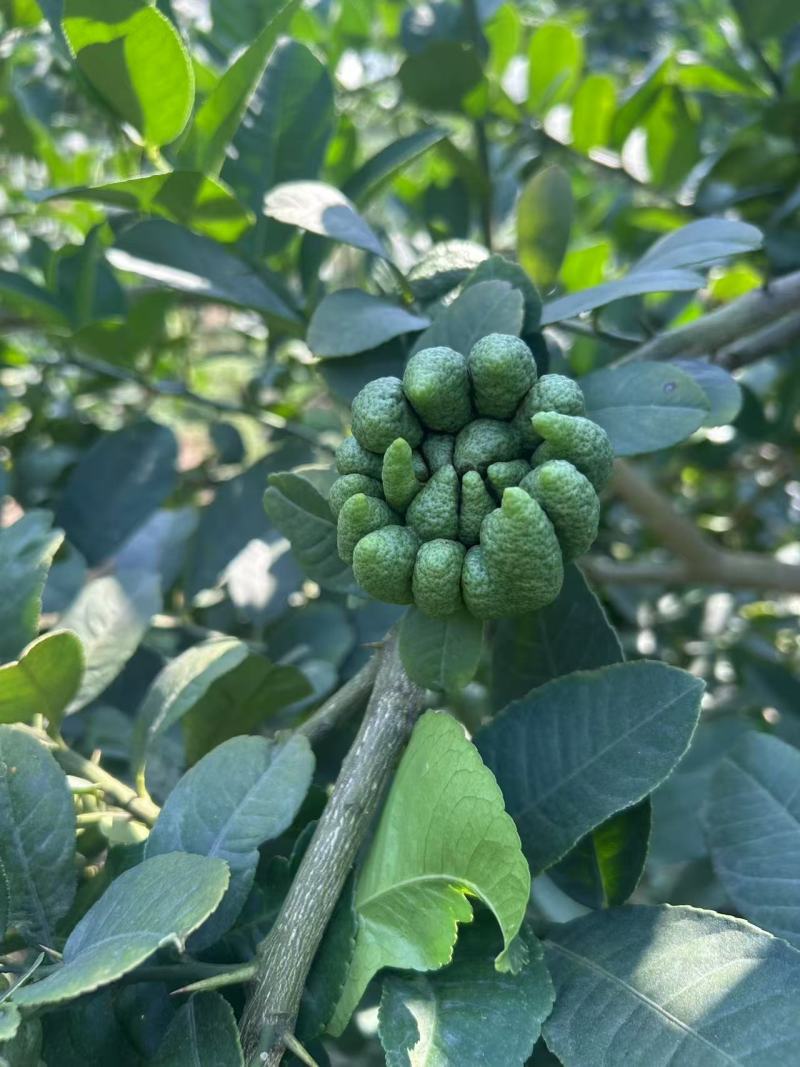 高山佛手柑，名特新农产，鲜果，观赏，苗莆