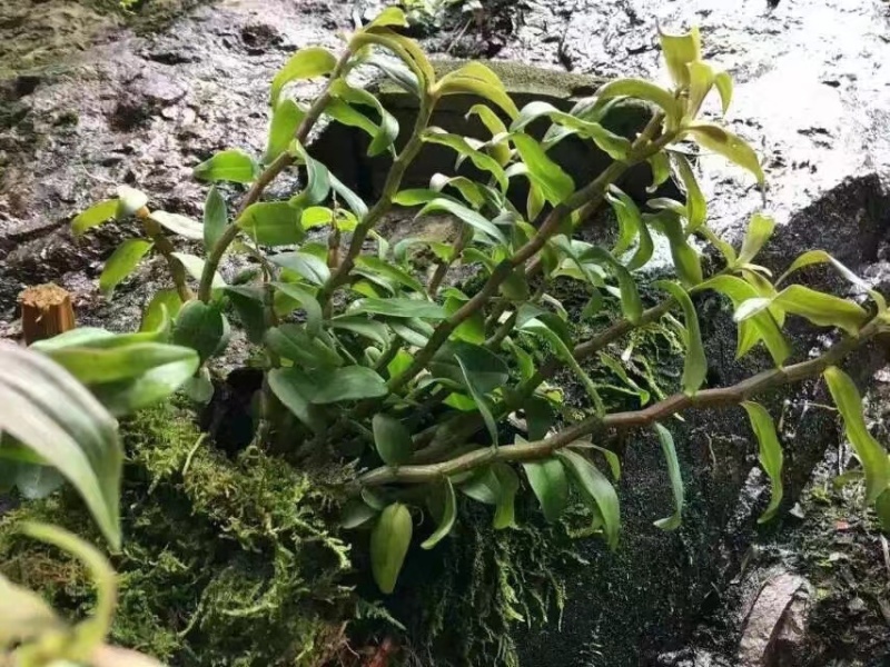 石斛，霍山铁皮石斛，石斛枫斗，产地直销批发量大价优
