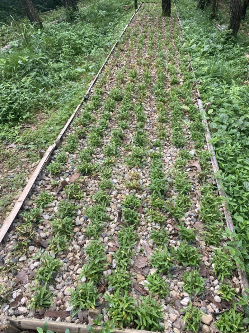 石斛，霍山铁皮石斛，石斛枫斗，产地直销批发量大价优