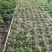 石斛，霍山铁皮石斛，石斛枫斗，产地直销批发量大价优