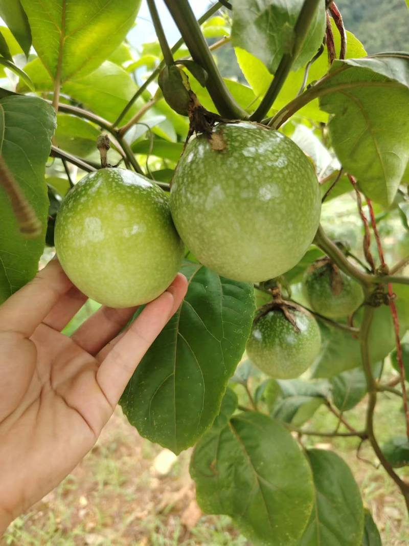 云南百香果，产地直发，口感香甜，货源充足。