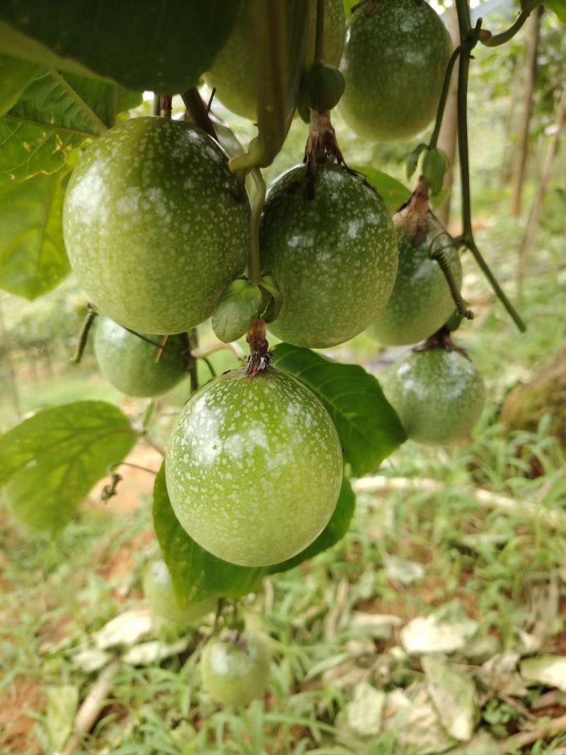 云南百香果，产地直发，口感香甜，货源充足。