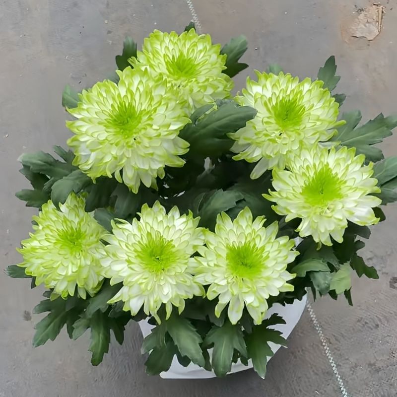 绿天赞盆栽四季开花菊花室内单头菊天赞庭院花卉阳台耐寒花苞植物
