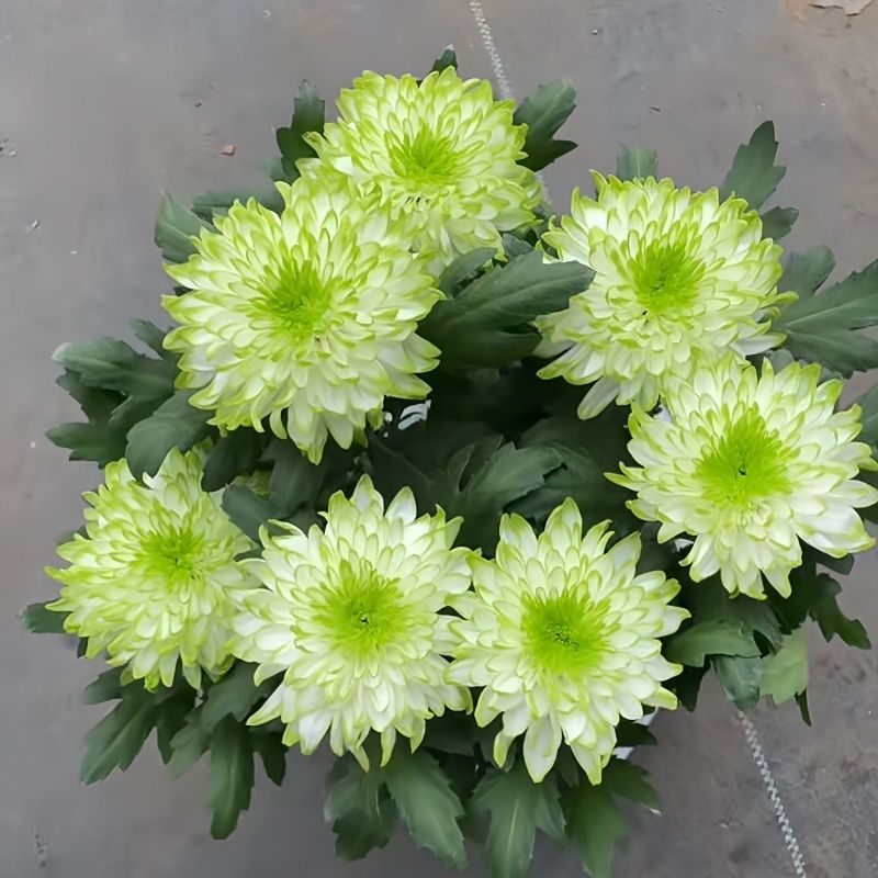 绿天赞盆栽四季开花菊花室内单头菊天赞庭院花卉阳台耐寒花苞植物