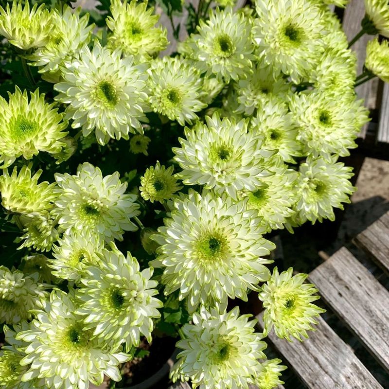 绿天赞盆栽四季开花菊花室内单头菊天赞庭院花卉阳台耐寒花苞植物