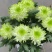 绿天赞盆栽四季开花菊花室内单头菊天赞庭院花卉阳台耐寒花苞植物