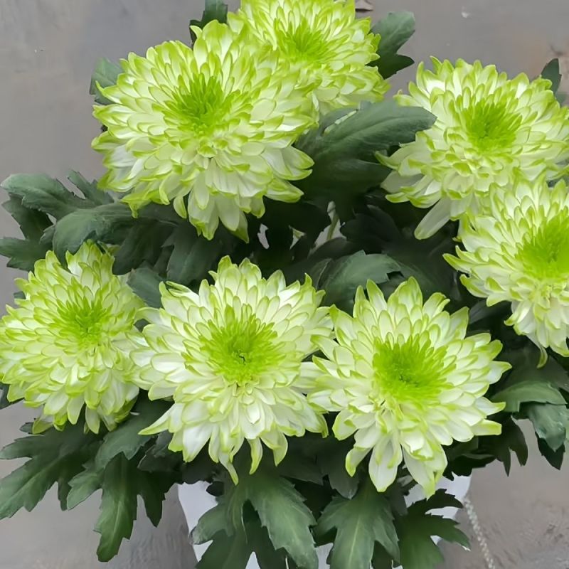 绿天赞盆栽四季开花菊花室内单头菊天赞庭院花卉阳台耐寒花苞植物