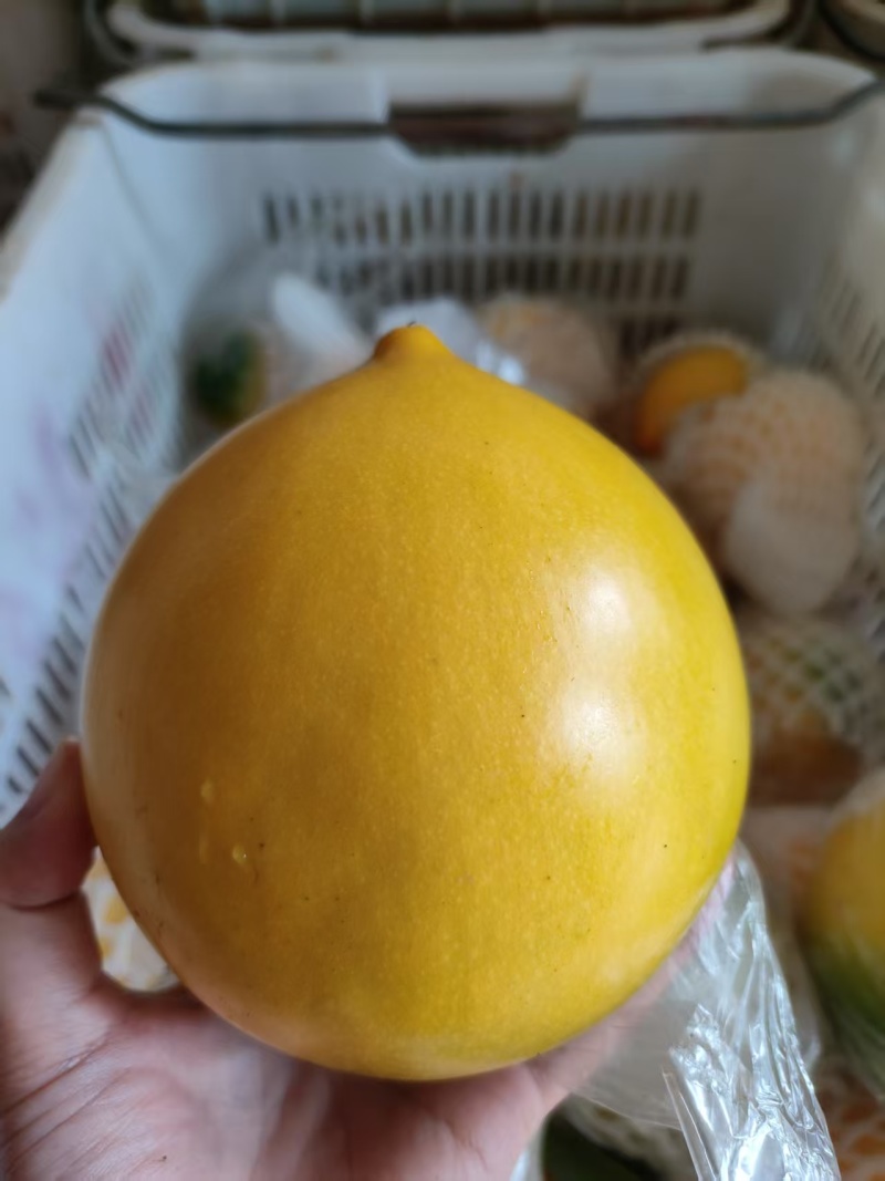黄晶果