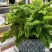 棉花糖蕨天然氧吧新宠绿植盆栽花园家用净化空气小能手四季常青!