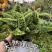 棉花糖蕨天然氧吧新宠绿植盆栽花园家用净化空气小能手四季常青!