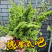 棉花糖蕨天然氧吧新宠绿植盆栽花园家用净化空气小能手四季常青!