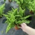 棉花糖蕨天然氧吧新宠绿植盆栽花园家用净化空气小能手四季常青!