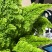 棉花糖蕨天然氧吧新宠绿植盆栽花园家用净化空气小能手四季常青!