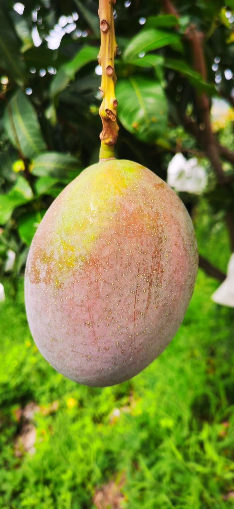 四川攀枝花凯特芒果，产区直发，价格可谈
