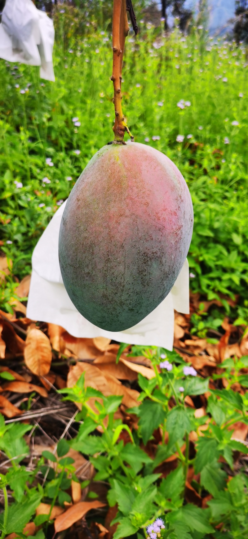 四川攀枝花凯特芒果，产区直发，价格可谈