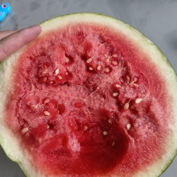 黑皮无子西瓜熟了，毛毛钱
